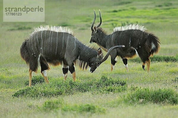 Nyala (Tragelaphus angasii) zwei erwachsene Männchen  ausstellend  Ostkap  Südafrika