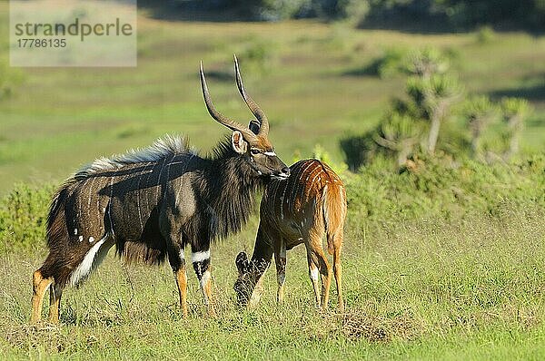 Nyala (Tragelaphus angasii) erwachsenes Paar  Männchen in Balz  Ostkap  Südafrika