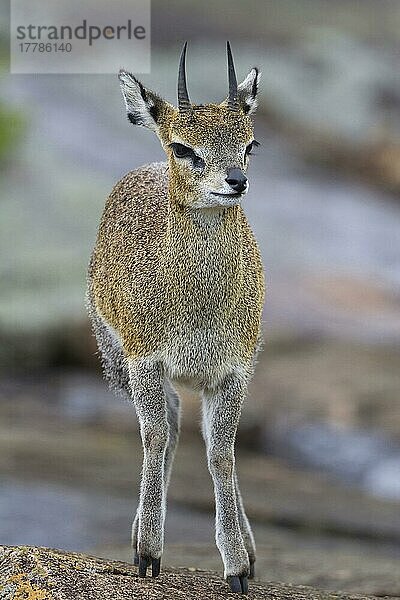 Klippspringer (Oreotragus oreotragus)  Antilopen  Huftiere  Paarhufer  Säugetiere  Tiere  Klipspringer adult  standing on rock  Serengeti N. P. Tanzania  november