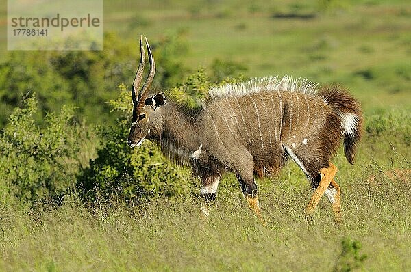 Nyala (Tragelaphus angasii)  erwachsener Mann  ausstellend  Ostkap  Südafrika