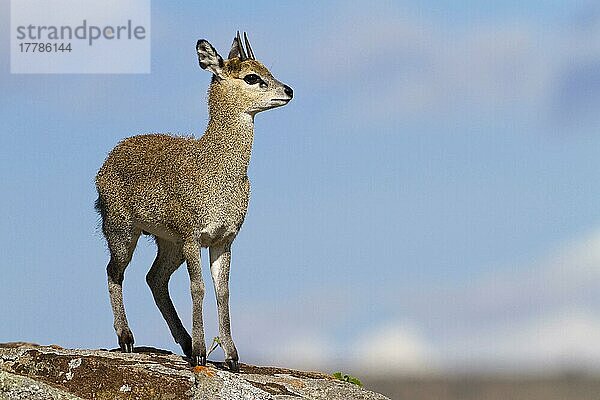 Klippspringer (Oreotragus oreotragus)  Antilopen  Huftiere  Paarhufer  Säugetiere  Tiere  Klipspringer adult male  standing on rock  Serengeti N. P. Tanzania  December