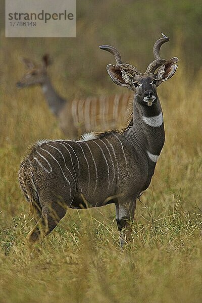 Kleiner Kudu (Tragelaphus imberbis)  Kleine Kudus  Antilopen  Huftiere  Paarhufer  Säugetiere  Tiere  Lesser Kudu adult male  standing in grasses  Tsavo  Kenya
