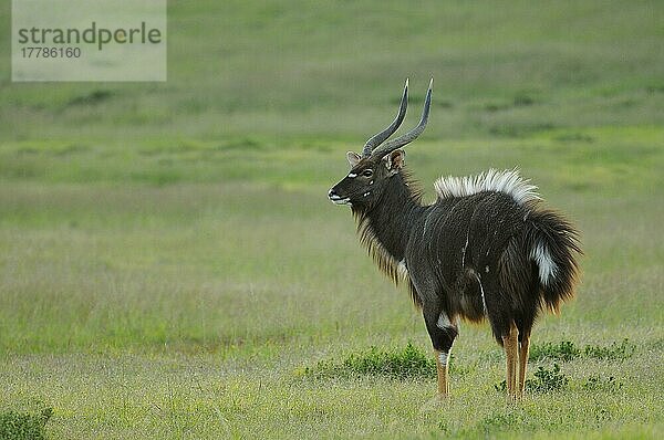 Nyala (Tragelaphus angasii)  erwachsener Mann  ausstellend  Ostkap  Südafrika