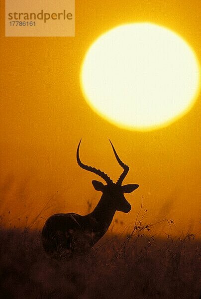 Impala  Schwarzfersenantilope  Impalas  Schwarzfersenantilopen (Aepyceros melampus)  Antilopen  Huftiere  Paarhufer  Säugetiere  Tiere  Impala Silhouette of male at sunset  East Africa