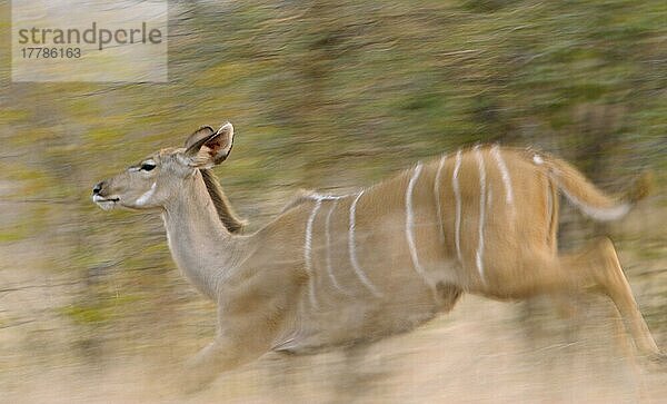Großer Kudu (Tragelaphus strepsiceros)  Große Kudus  Antilopen  Huftiere  Paarhufer  Säugetiere  Tiere  Greater Kudu adult female  running through bush  Kruger N. P. Mpumalanga  South Africa