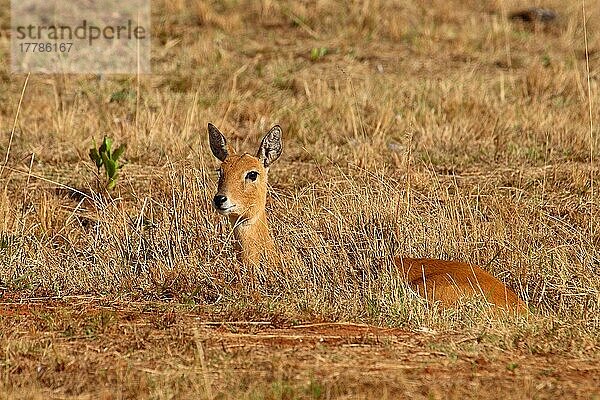 Bleichböckchen (Ourebia ourebi)  Oribi  Oribis  Gazellen  Huftiere  Paarhufer  Säugetiere  Tiere  Oribi adult female  resting  Mlilwane Game Reserve  Swaziland