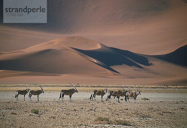 Spießbock  Spießböcke (Oryx gazella)  Oryx-Antilope  Oryx-Antilopen  Antilopen  Huftiere  Paarhufer  Säugetiere  Tiere  Gemsbok Group in Namib Desert landscape