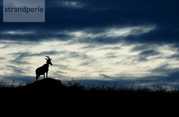 Leierantilope  Leierantilopen  Topi  Topis  Halbmondantilope  Halbmondantilopen (Damaliscus lunatus)  Antilopen  Huftiere  Paarhufer  Säugetiere  Tiere  Topi adult on lookout  silhouette at dusk  Masaii Mara  Kenya