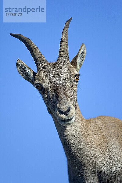 Alpensteinbock  Alpen-Steinbock  Alpensteinböcke (Capra ibex)  Steinbock  Steinböcke  Ziegenartige  Huftiere  Paarhufer  Säugetiere  Tiere  Alpine Ibex adult female  close-up of he