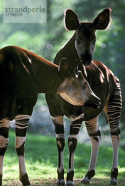 Okapi (Okapia johnstoni) zwei Erwachsene  zusammen stehend  hinterleuchtet  in Gefangenschaft
