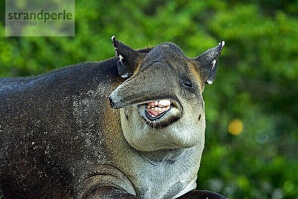 Baird's Tapir (Tapirus bairdi) Erwachsener  Nahaufnahme des Kopfes  Zähne freigelegt