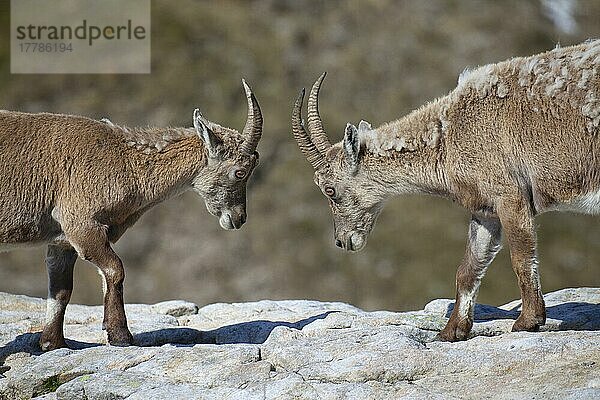 Alpensteinbock  Alpen-Steinbock  Alpensteinböcke (Capra ibex)  Steinbock  Steinböcke  Ziegenartige  Huftiere  Paarhufer  Säugetiere  Tiere  Alpine Ibex two immatures  moulting coat