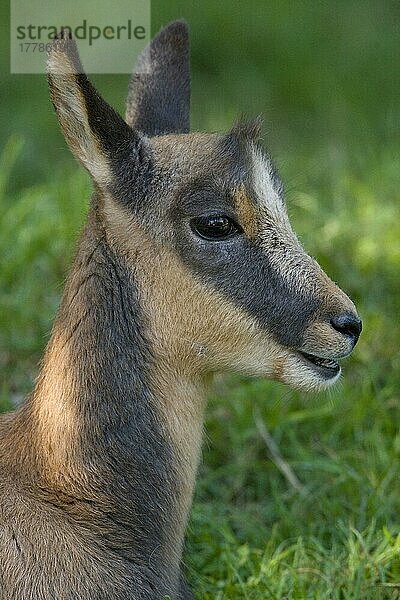 Pyrenäen-Gams (Rupicapra pyrenaica) juvenil  Nahaufnahme des Kopfes  Pyrenäen  Frankreich  Europa