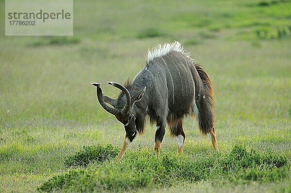 Nyala (Tragelaphus angasii)  erwachsener Mann  ausstellend  Ostkap  Südafrika