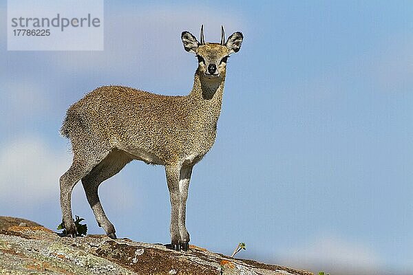 Klippspringer (Oreotragus oreotragus)  Antilopen  Huftiere  Paarhufer  Säugetiere  Tiere  Klipspringer adult male  standing on rock  Serengeti N. P. Tanzania  December