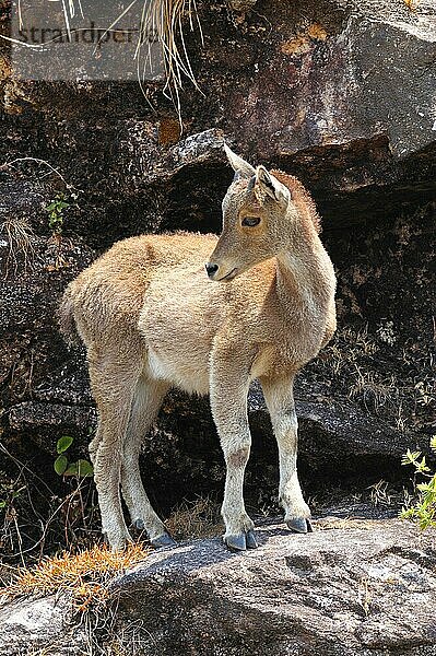 Nilgiri-Thar  Ziegenartige  Huftiere  Paarhufer  Säugetiere  Tiere  Nilgiri Tahr (Hemitragus hylocrius) young  standing on mountain rocks  Eravikulam N. P. Western Ghats  Kerala  Southern India  april