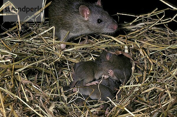 RatteBraun (Rattus norvegicus) Nahaufnahme eines Jungtieres mit Nest von Jungtieren