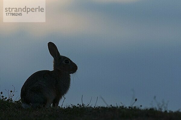 Erwachsenes europäisches Kaninchen (Oryctolagus cuniculus)  erwachsen  Silhouette in der Dämmerung  sitzend im grasenden Sumpf an der Küste  North Kent Marshes  Isle of Sheppey  Kent  England  Juli