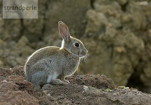 Europäisches Kaninchen (Oryctolagus cuniculus) jung  abends auf Abraumhalde sitzend  Leicestershire  England  Großbritannien  Europa