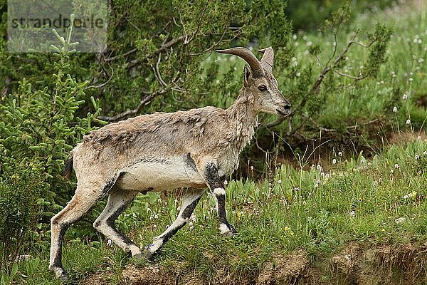 Bharal (Pseudois nayaur)  erwachsener Mann  geht den Hang hinauf  in der Nähe von Nanqian  Provinz Qinghai im Süden  Tibetische Hochebene  China  August  Asien