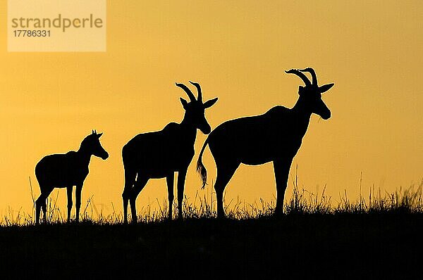 Leierantilope  Leierantilopen  Topi  Topis  Halbmondantilope  Halbmondantilopen (Damaliscus lunatus)  Antilopen  Huftiere  Paarhufer  Säugetiere  Tiere  Topi two adults with young  Silhouette at sunset  Masai Mara  Kenya