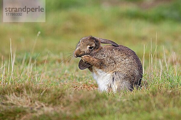 Erwachsenes europäisches Kaninchen (Oryctolagus cuniculus)  Ohrenpflege  Minsmere RSPB Reserve  Suffolk  England  Oktober