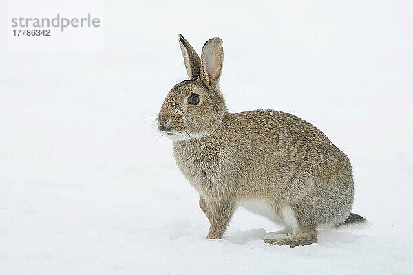 Erwachsenes europäisches Kaninchen (Oryctolagus cuniculus)  stehend im Schnee  Suffolk  England  Januar