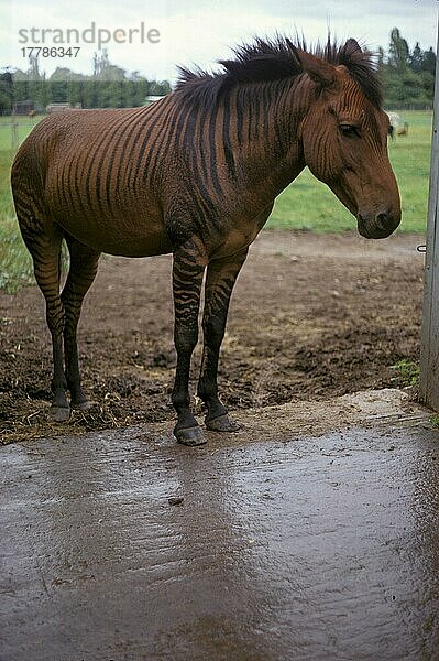 Zebroid (Grevy's Zebra X Pferd) stehend