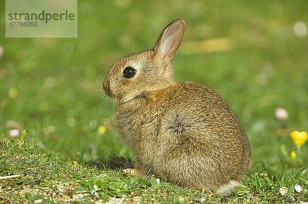 Europäisches Kaninchen (Oryctolagus cuniculus) Junger North Uist. Hebriden  Schottland FL010931 (S)