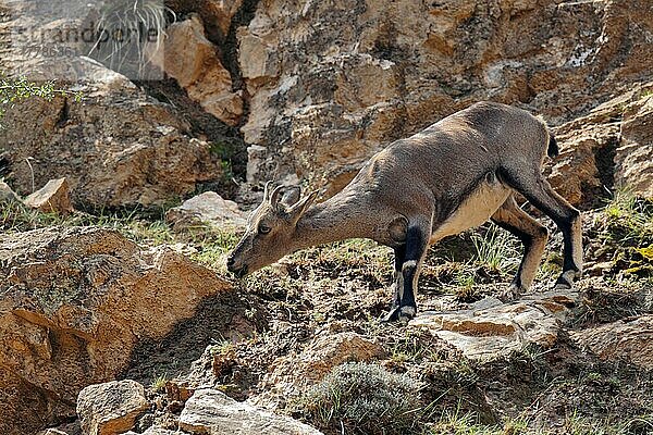 Blauschaf  Blauschafe (Pseudois nayaur)  Bharal Bharale  Ziegenartige  Huftiere  Paarhufer  Säugetiere  Tiere  Bharal adult female  foraging on rocky hillside  Helanshan Nature Reserve  Ningxia  China  august  Asien