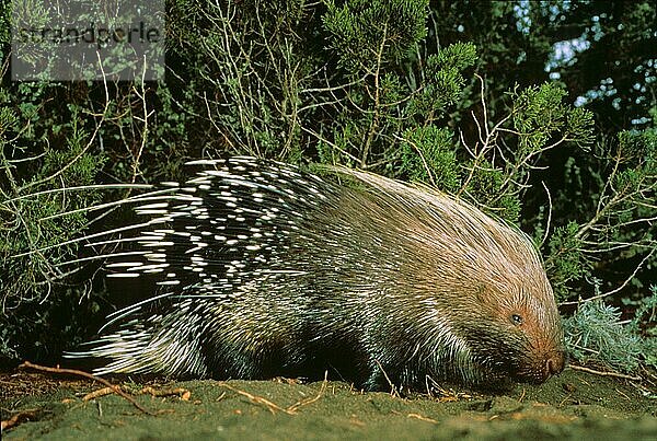 Erwachsenes Haubenschwein (Hystrix cristata)  stehend inmitten der Vegetation  Toskana  Italien  Europa