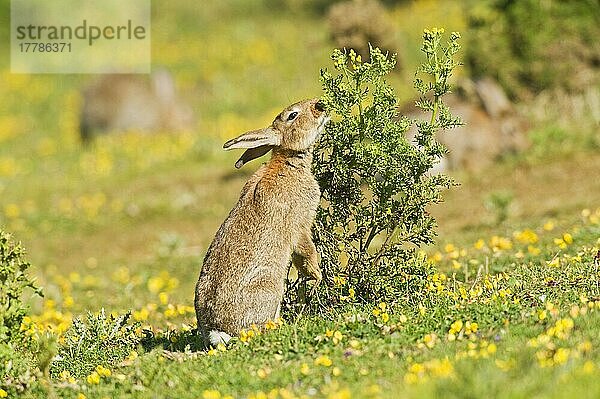 Erwachsenes europäisches Kaninchen (Oryctolagus cuniculus)  erwachsen  ernährt sich von Kreuzkraut  auf Küstengrasland  North Downs  Folkestone  Kent  England  Sommer