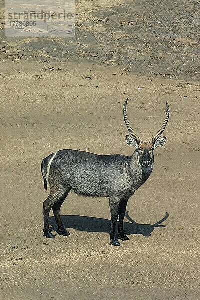 Wasserbock  Wasserböcke (Kobus ellipsiprymnus)  Antilopen  Huftiere  Paarhufer  Säugetiere  Tiere  Waterbuck Kruger National Park  S. Africa