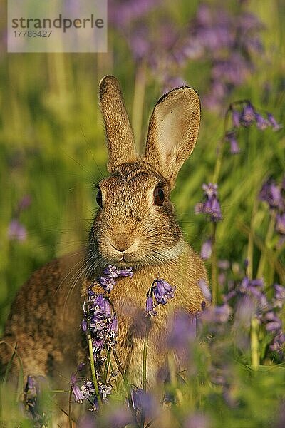 Europäisches Kaninchen (Oryctolagus cuniculus) unter Glockenblumen  Leicestershire  England  Frühling