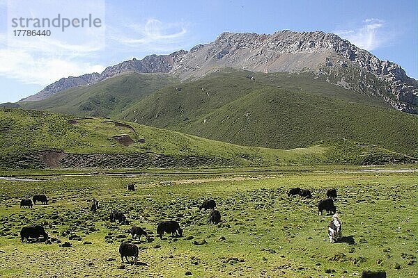 Einheimische Yak-Herde (Bos grunniens)  die in den Bergen weidet  in der Nähe von Yushu  Provinz Qinghai  Tibetische Hochebene  China  August  Asien