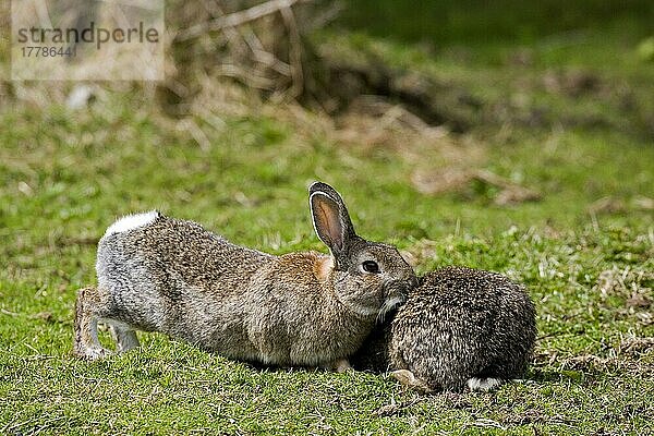 Europäisches Kaninchen (Oryctolagus cuniculus) Erwachsene  gegenseitige Pflege  England  Großbritannien  Europa