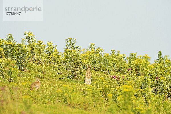 Erwachsenes erwachsenes Kaninchen (Oryctolagus cuniculus)  in Alarmbereitschaft  auf Küstengrasland mit Kreuzkraut  North Downs  Folkestone  Kent  England  Großbritannien  Europa