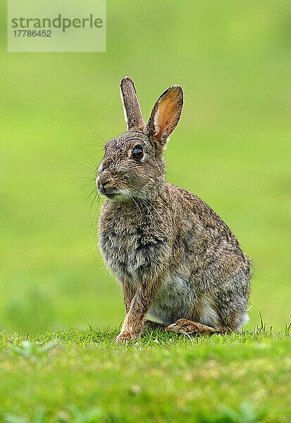 Erwachsenes europäisches Kaninchen (Oryctolagus cuniculus)  sitzend auf Gras  Norfolk  England  Mai