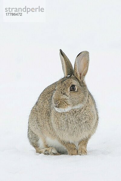 Europäisches Kaninchen (Oryctolagus cuniculus)  erwachsen  im Schnee sitzend  Suffolk  England  Januar