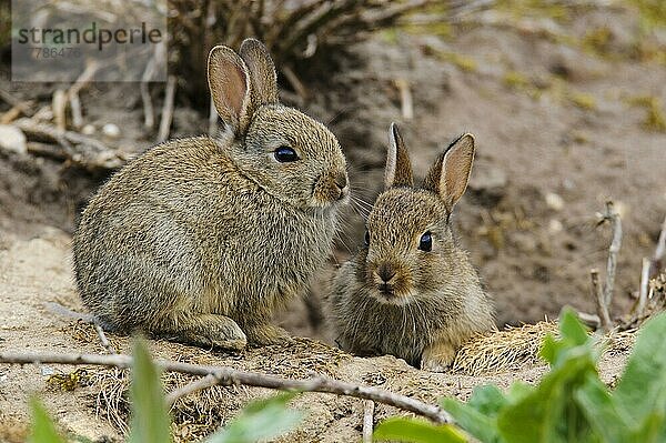 Europäisches Kaninchen (Oryctolagus cuniculus) zwei Jungtiere  am Eingang des Baues sitzend  Minsmere RSPB Reserve  Suffolk  England  Mai