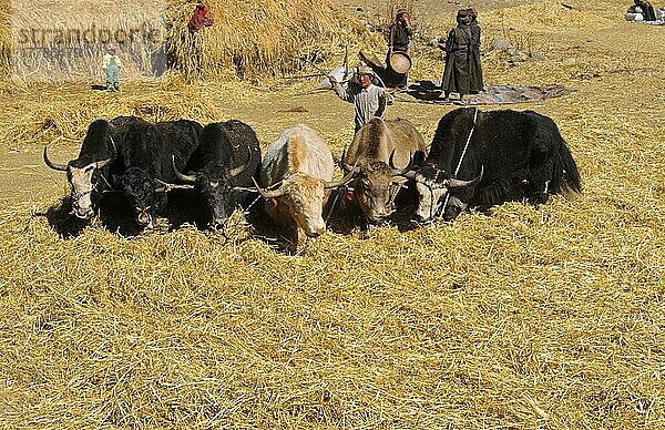 Tibet  Yak-Teams werden zum Dreschen eingesetzt  Kyi-Chu-Tal  nördlich von Lhasa  Südtibet