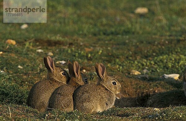 Europäisches Kaninchen (Oryctolagus cuniculus) Drei Jungtiere in einer Reihe sitzend