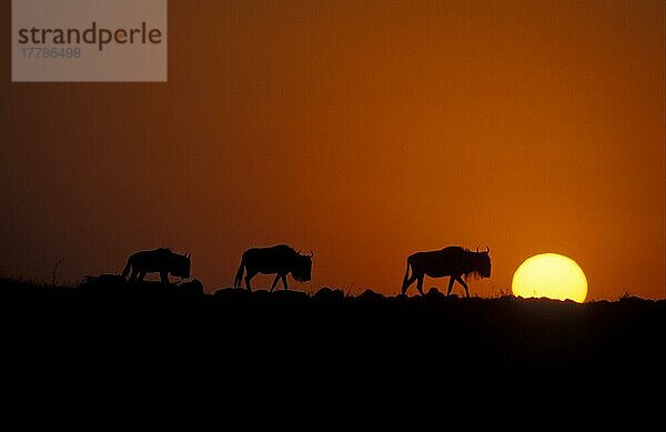 Streifengnu  Streifengnus  Gnu  Gnus  Huftiere  Paarhufer  Säugetiere  Tiere  Antilopen  Wildebeest (Connochaetus taurinus) Three walking at sunrise  Maasai Mara  Kenya