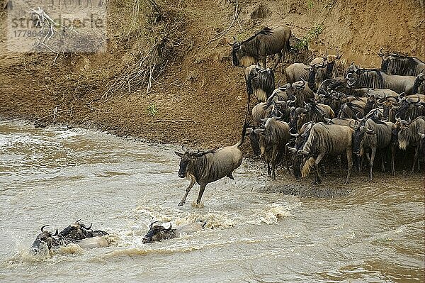Streifengnu  Streifengnus  Gnu  Gnus  Huftiere  Paarhufer  Säugetiere  Tiere  Antilopen  Blue Wildebeest (Connochaetus taurinus) herd  at river crossing on migration  Entim  Masai Mara  Kenya