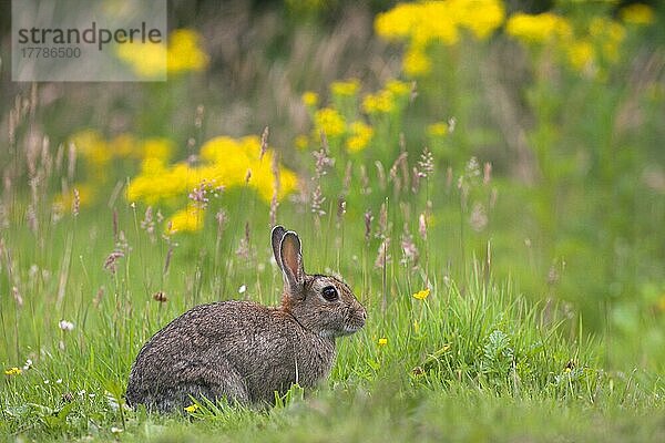 Erwachsenes europäisches Kaninchen (Oryctolagus cuniculus)  sitzend im Grasland  Edinburgh  Schottland  Sommer