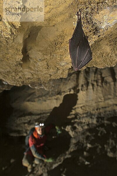 Kleine Hufeisenfledermaus (Rhinolophus hipposideros) erwachsen  schlafend  in einer Höhle schlafend  mit Chiropterologen im Hintergrund  die den Winterschlaf beobachten  Grotta delle Vene (Venushöhle)  Ormea  Provinz Cuneo  Piemont  Italien  Europa