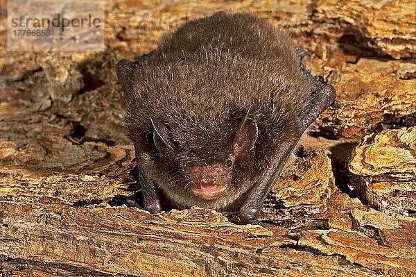 Wasserfledermaus  Wasserfledermäuse (Myotis daubentonii)  Wasserfledermäuse  Fledermäuse  Säugetiere  Tiere  Daubenton's Bat adult  resting on wood  England  Großbritannien  Europa