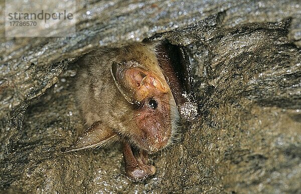 Große Mausohrfledermaus (Myotis myotis)  Erwachsener  Nahaufnahme des Kopfes  in einer Höhle schlafend  Spanien  Europa