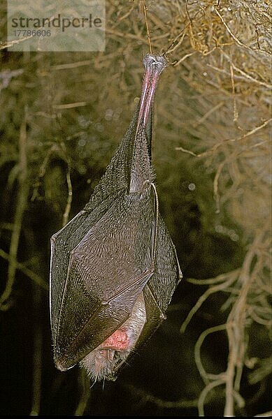 Kleine Hufeisennase  Kleine Hufeisennasen  Fledermäuse  Säugetiere  Tiere  Lesser Horseshoe Bat (Rhinolopus hippoideros) Hanging on root  hibernating  Spain