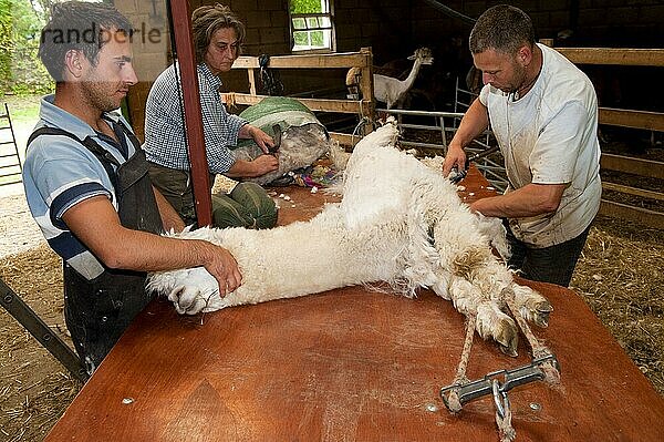 Alpaka (Lama pacos) erwachsen  vom Bauern auf dem Tisch geschoren  England  Juni